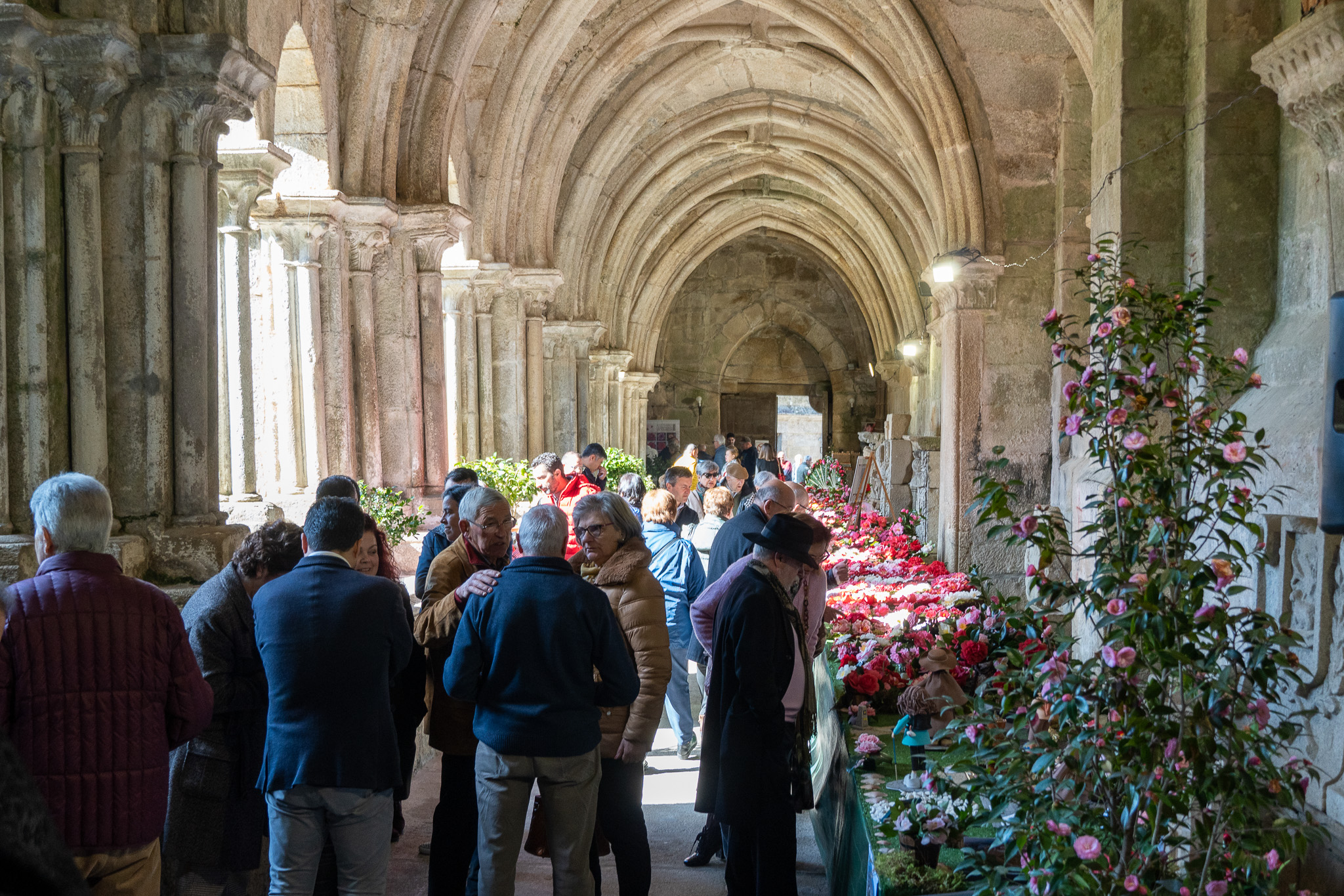 16012025 Mostra da Camelia – Edicións anteriores (1)