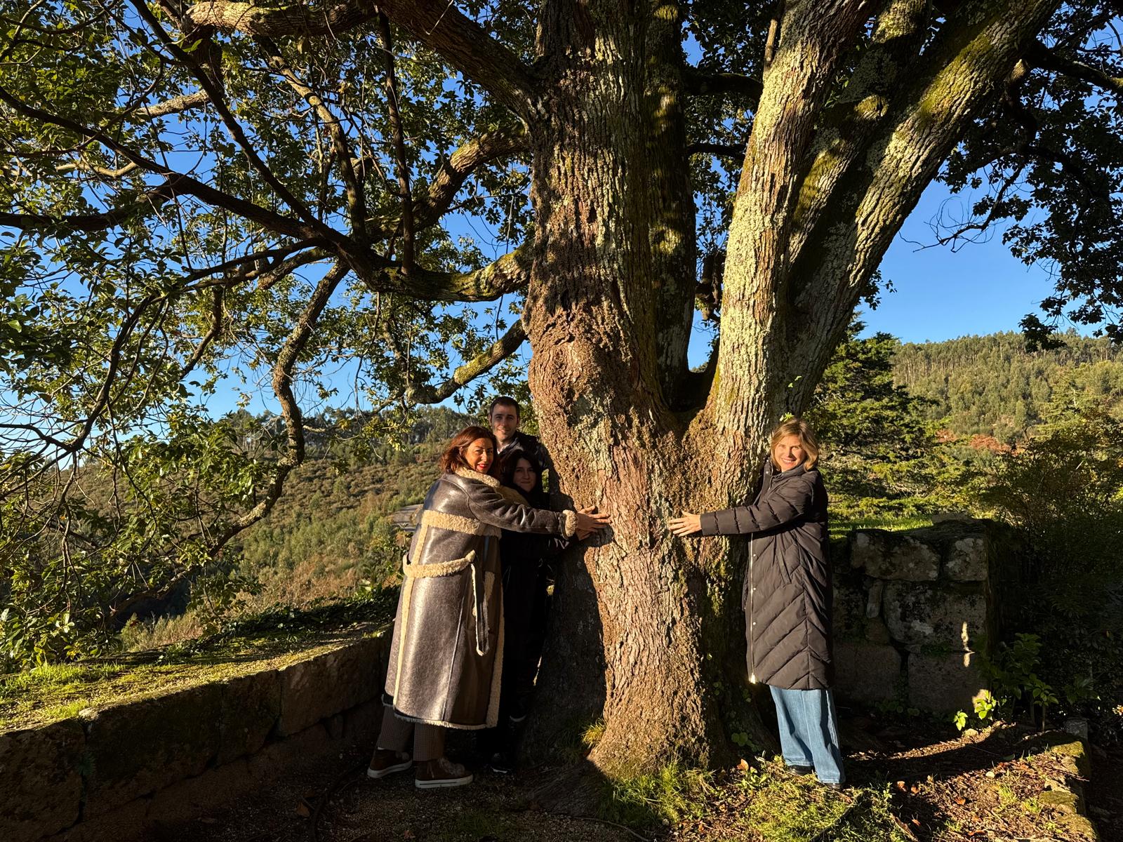 Alcanforeiro do Castelo do Sobroso (2)