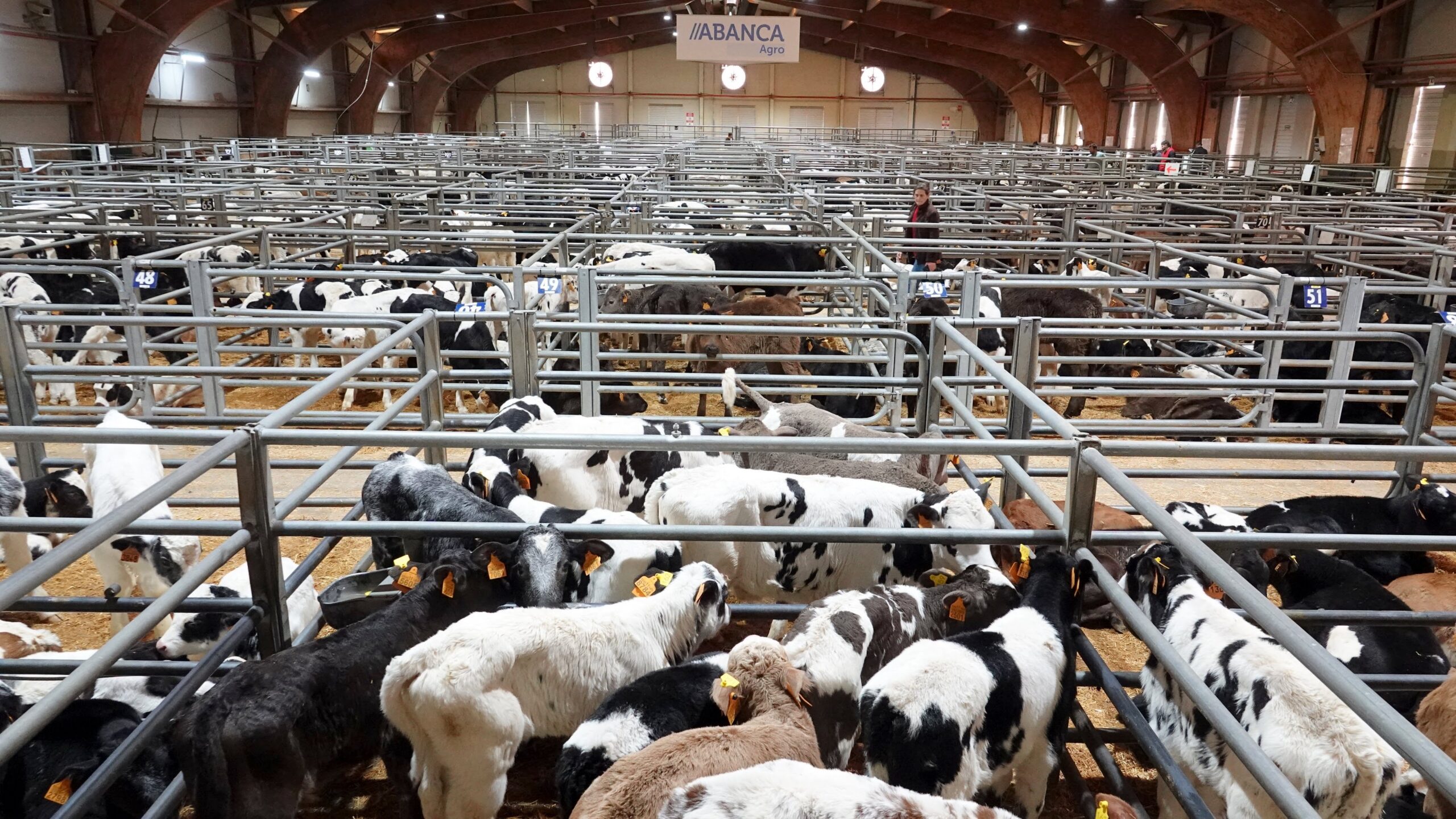 Foto 3. Becerros de recría na poxa do 17 de decembro, a última completa deste ano