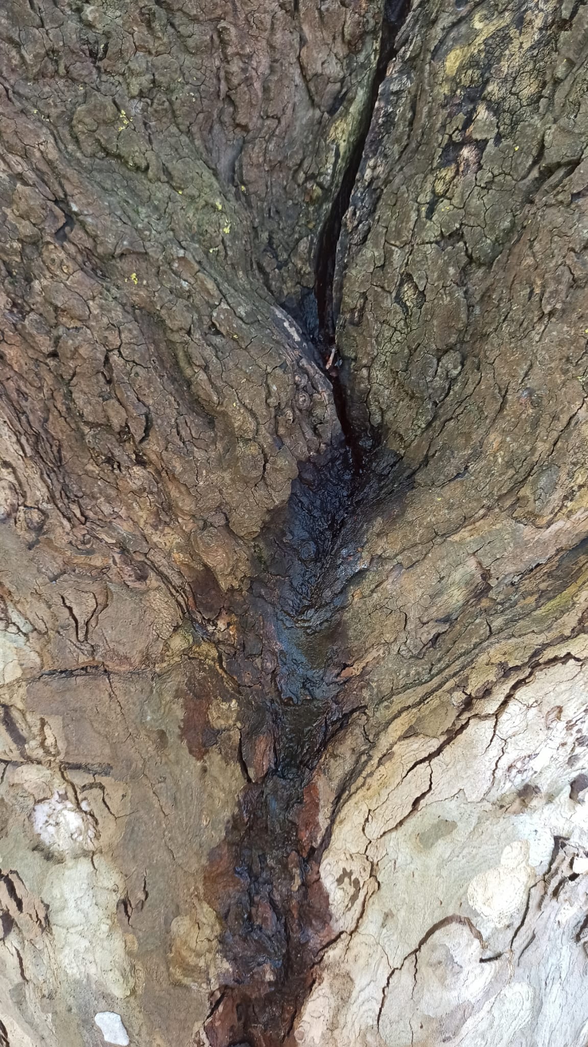 WhatsApp Image 2025-01-31 at 13.26.40