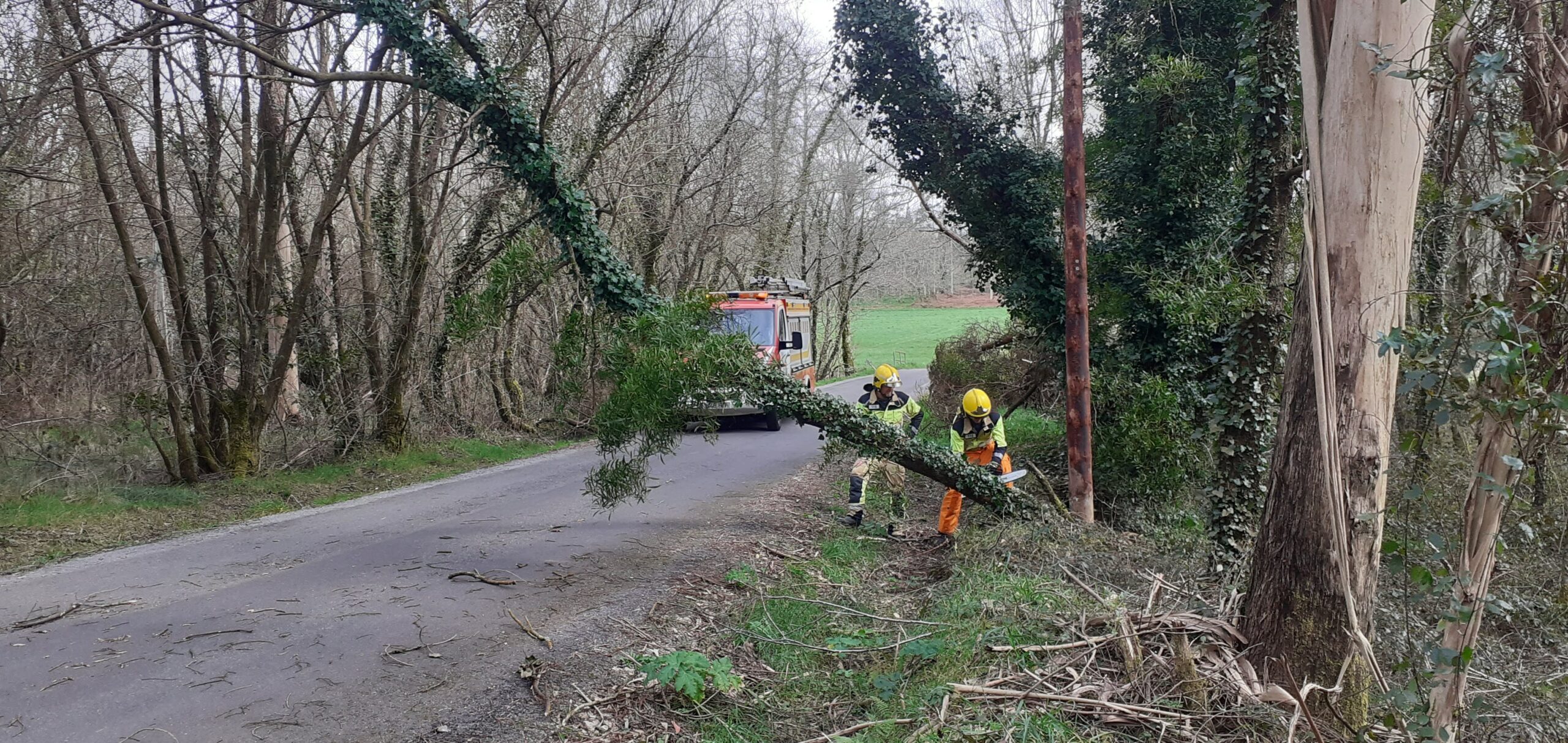 CCIA CORUNA – RETIRADA ÁRBORE CARBALLO