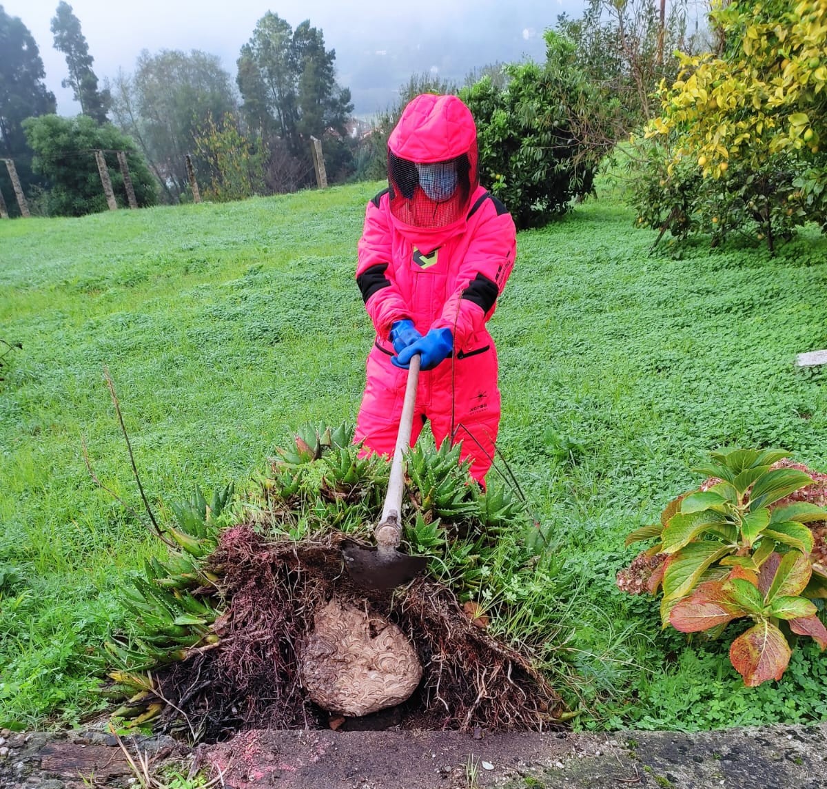 Velutina.Niños.67b0a34d-8939-40d4-903d-35107b9a9629