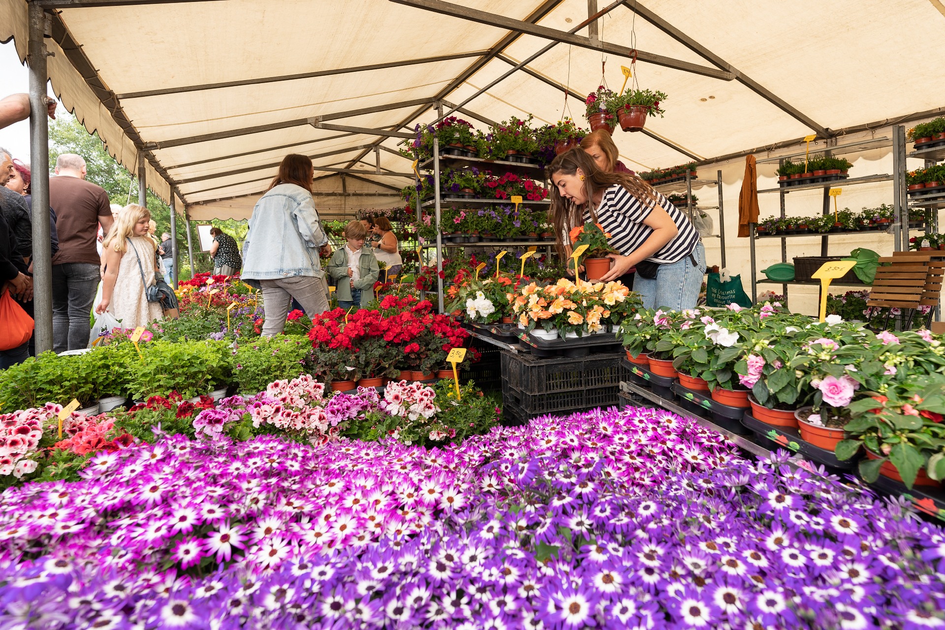 feira da plantacion – cesar galdo00007