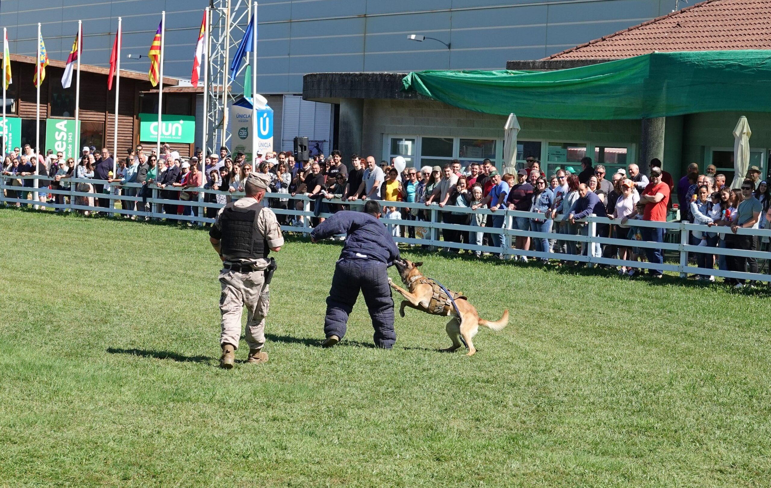 Exhibición canina Tercio Norte de Infantería de Marina