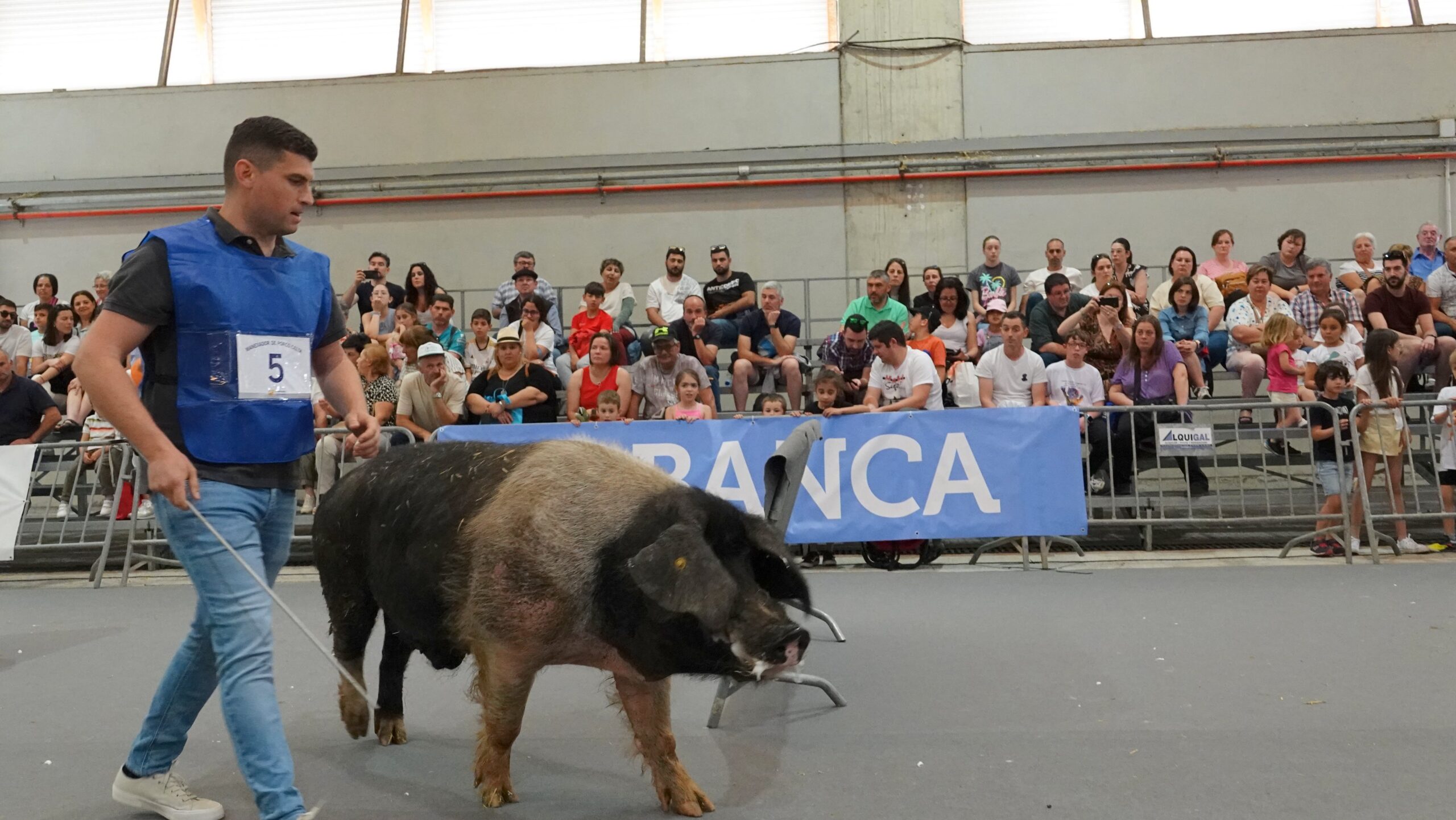 Manejo de Porco Celta en Abanca Semana Verde 2024 DSC09994