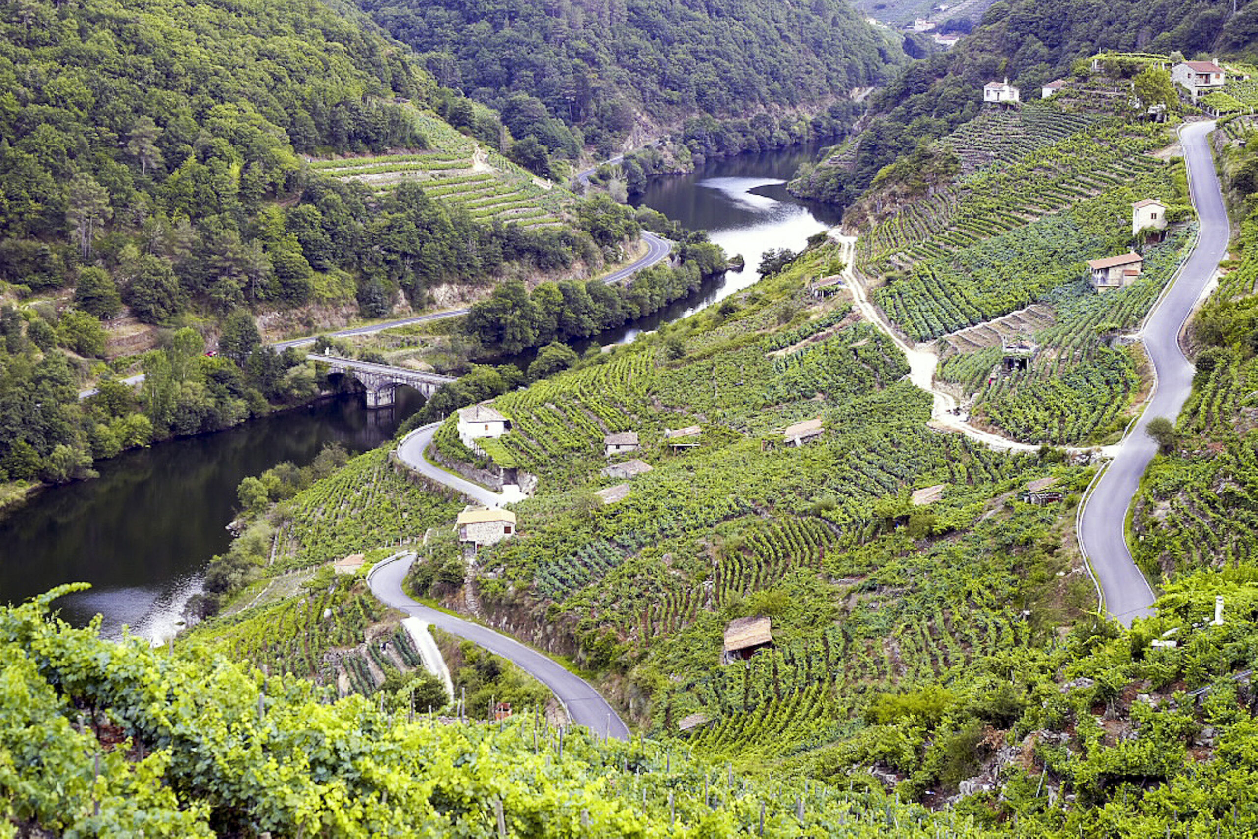Cultivo del vino en las laderas de las montañas en Belesar