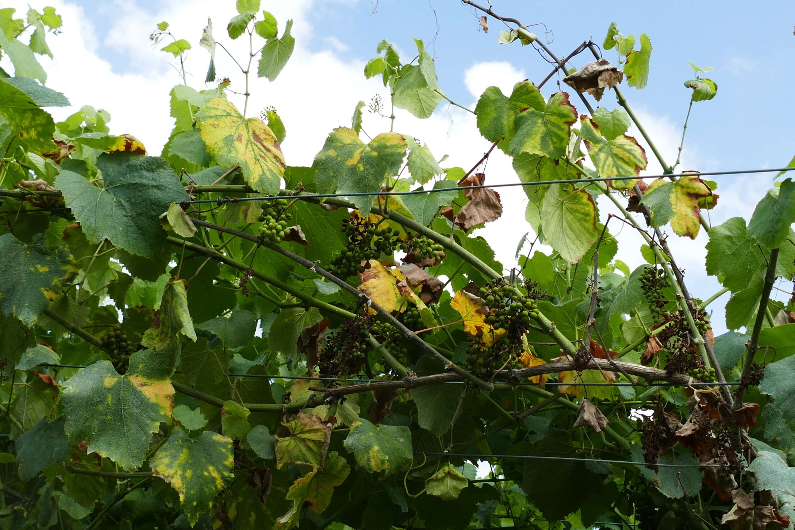 20250625_Planta con síntomas de enfermidade de madeira