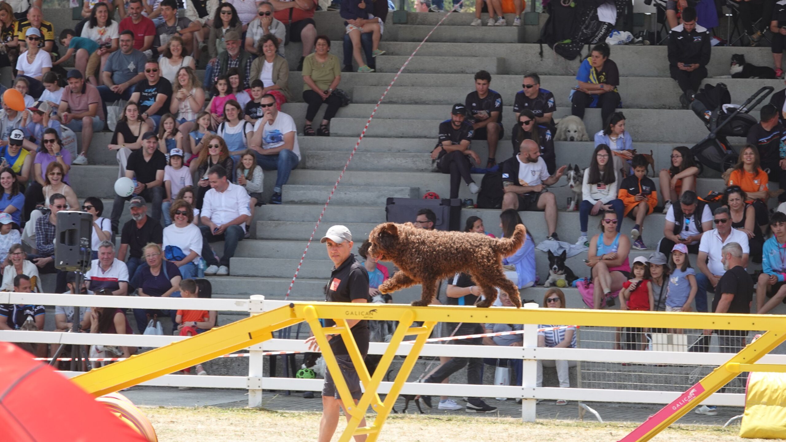Concursos de agility en Abanca Semana Verde 2025 DSC06782