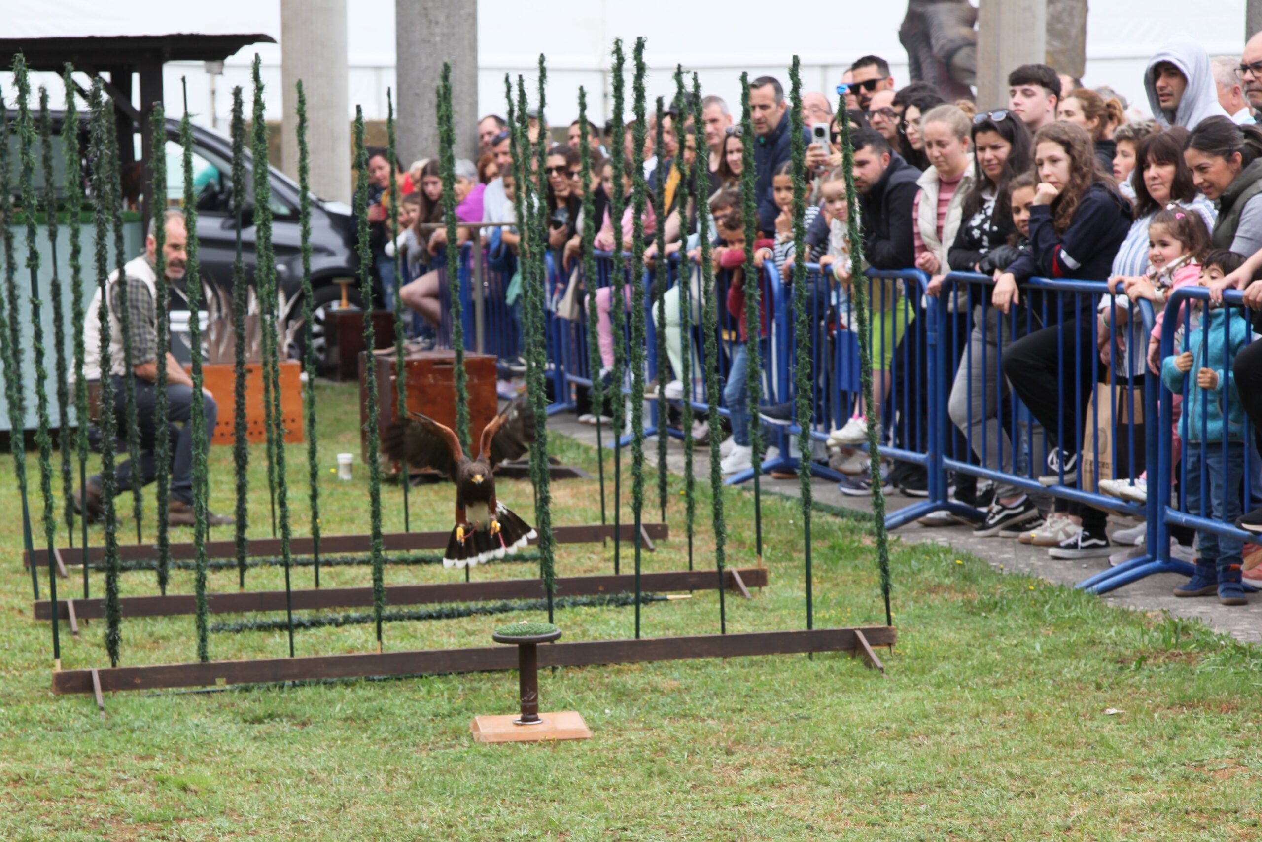 Exhibicións de Cetrería hoxe en Abanca Semana Verde 2025