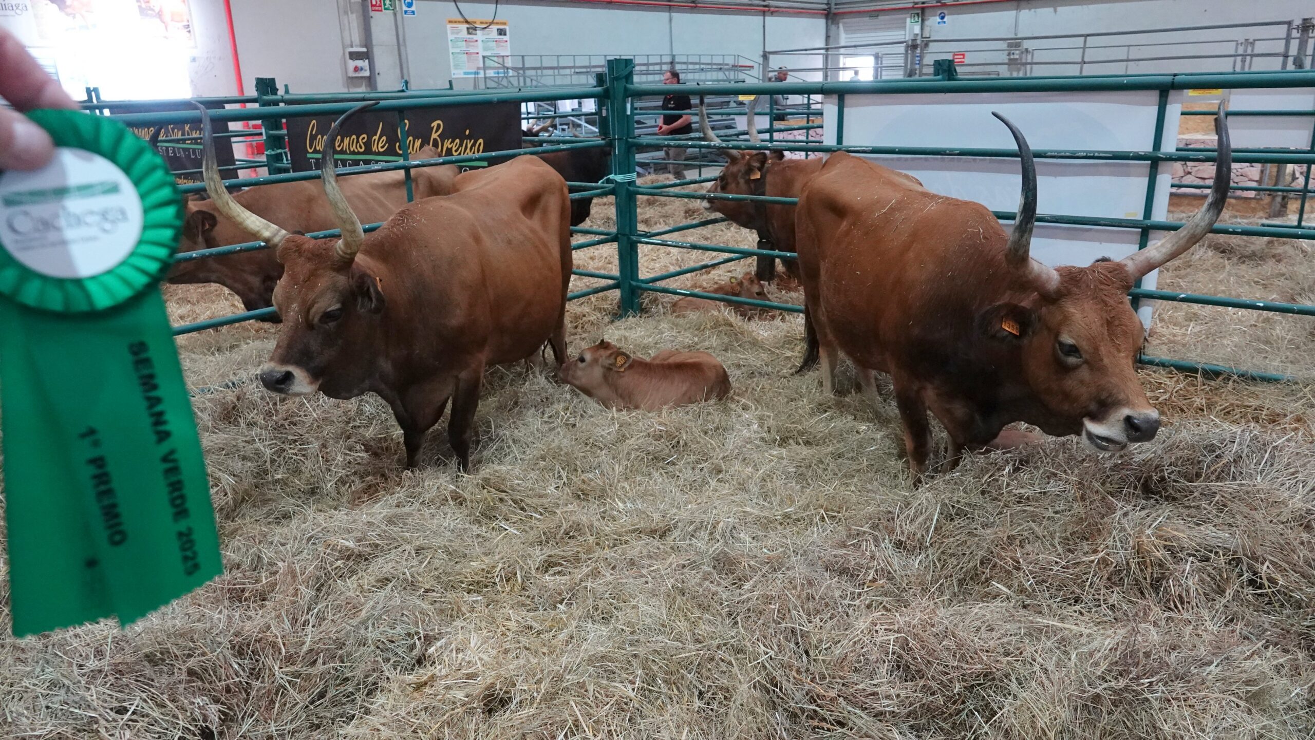 Primeiro cachena DSC05705