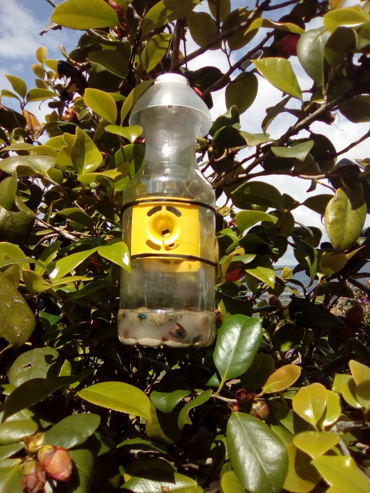 avispa velutina ortigueira