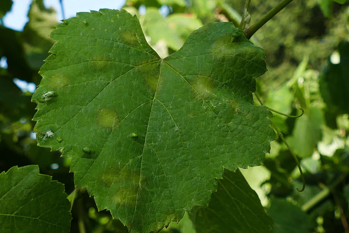 20250630_Manchas recentes en folla nova planta testemuña