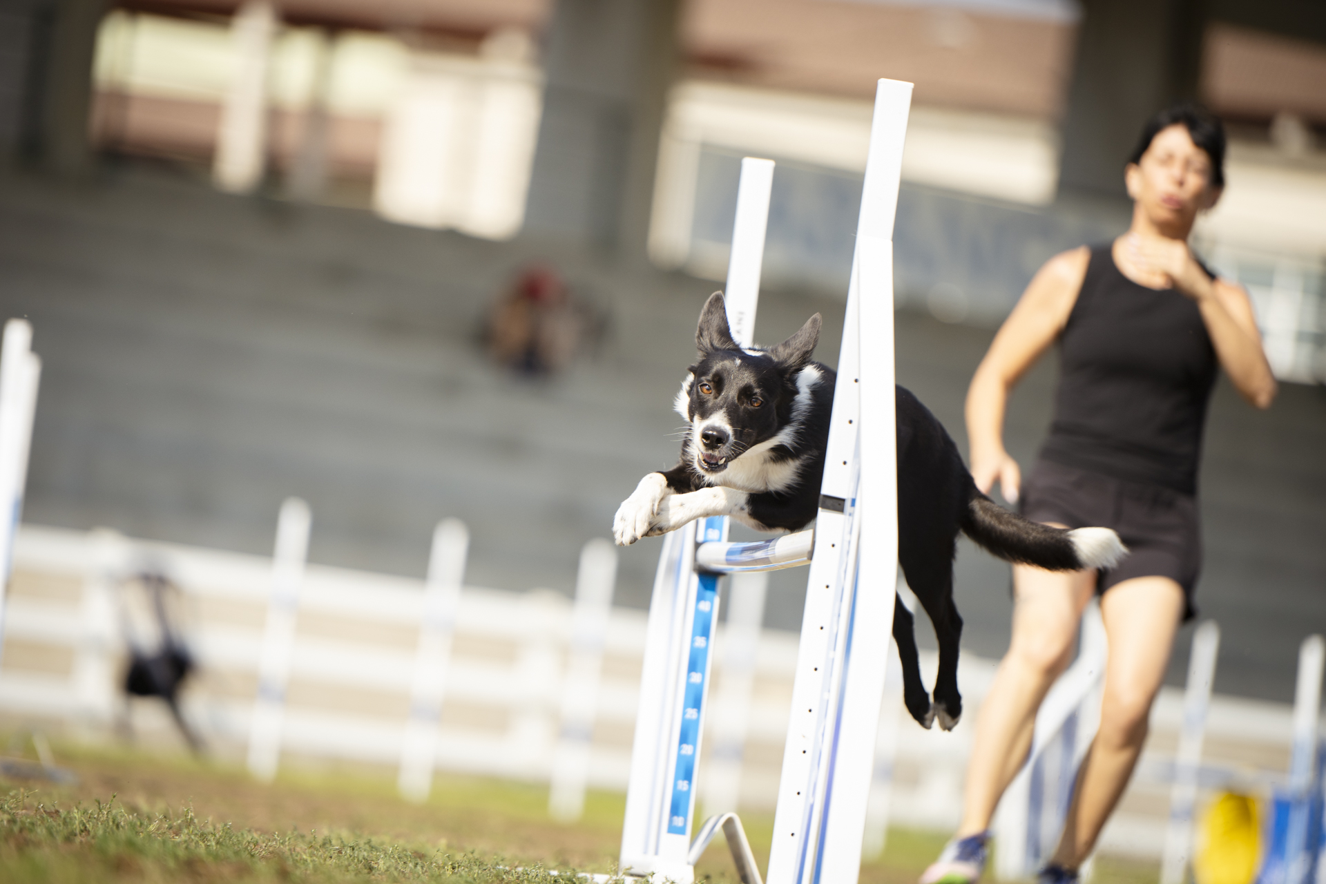 Un dos binomios participantes onte na Gran Final Galican Agility Cup