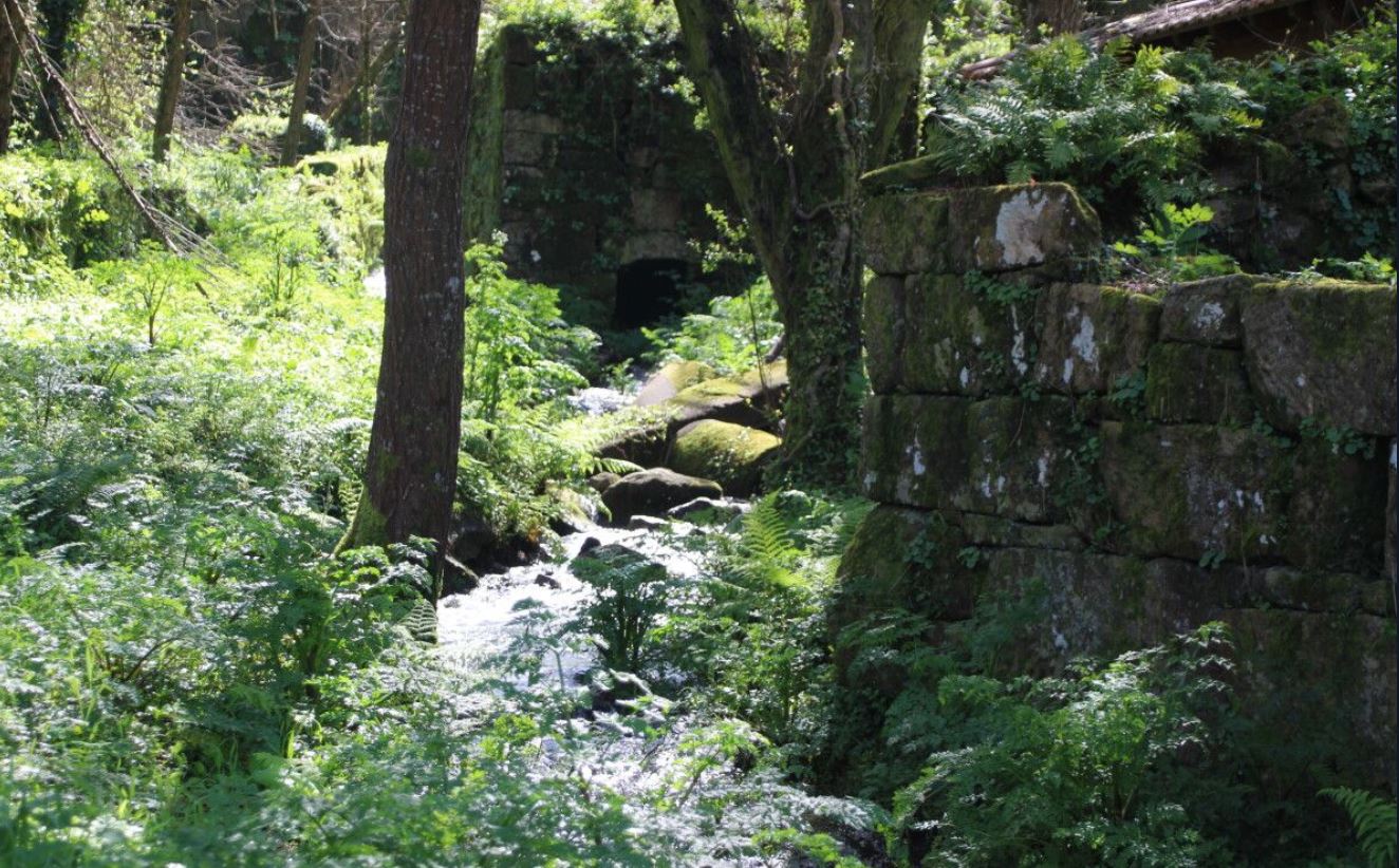 contona muiños de daión