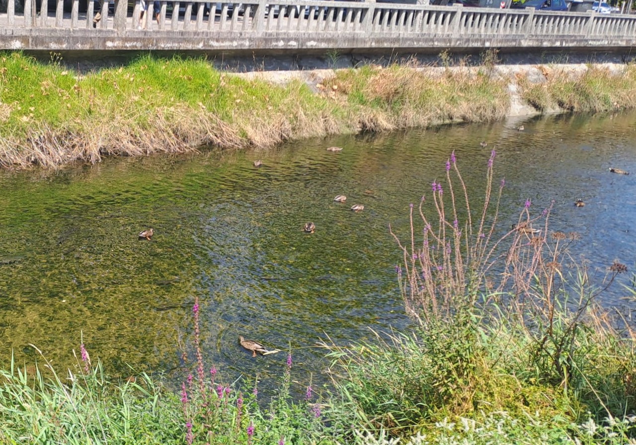 d4e69835-44ef-4ebf-b016-4cb29f95c196