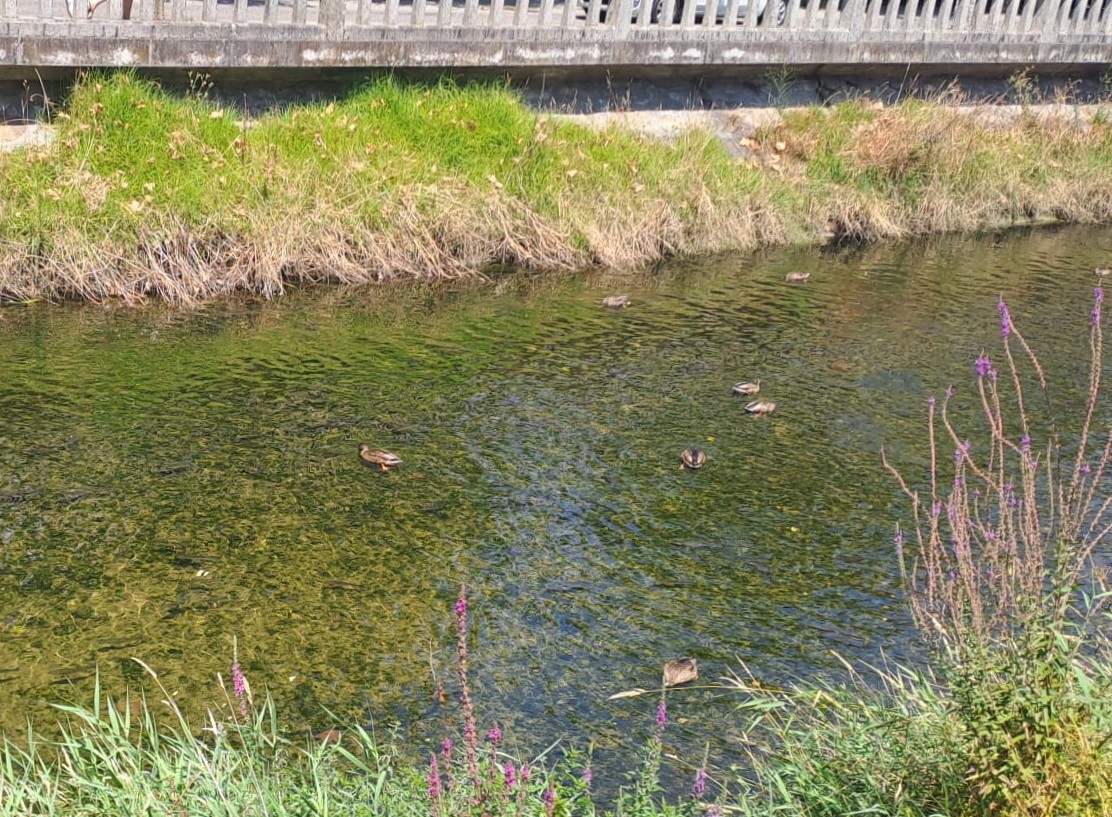 e0a99a70-caa4-432e-a313-fd672613fecc