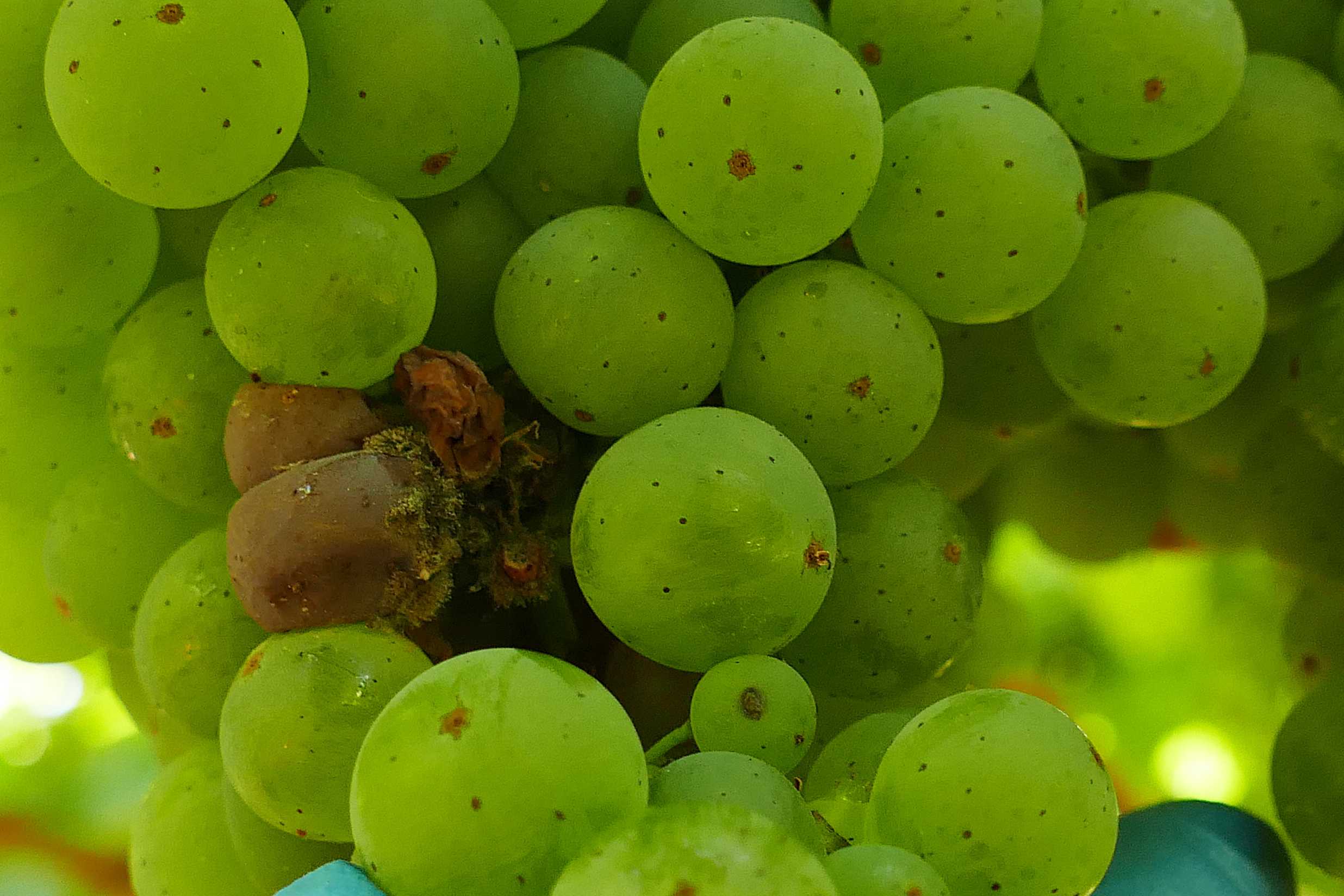 20250820_Micelio de botrite en grans atacados por avelaíña