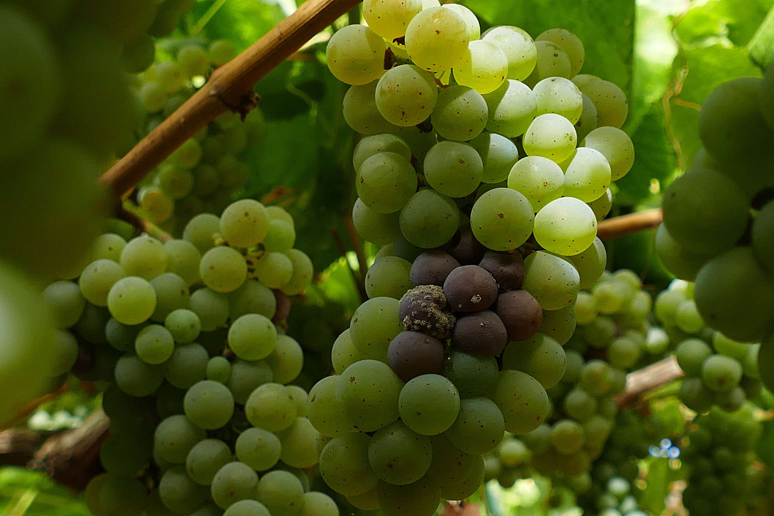 20250826_Botrite en acio albariño