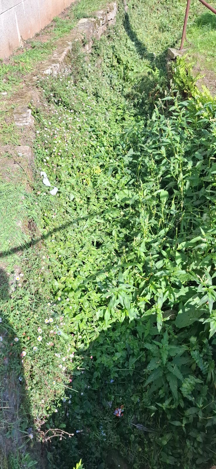 IMAXE – Maleza e ortigas no regato do cancelón de Belvís