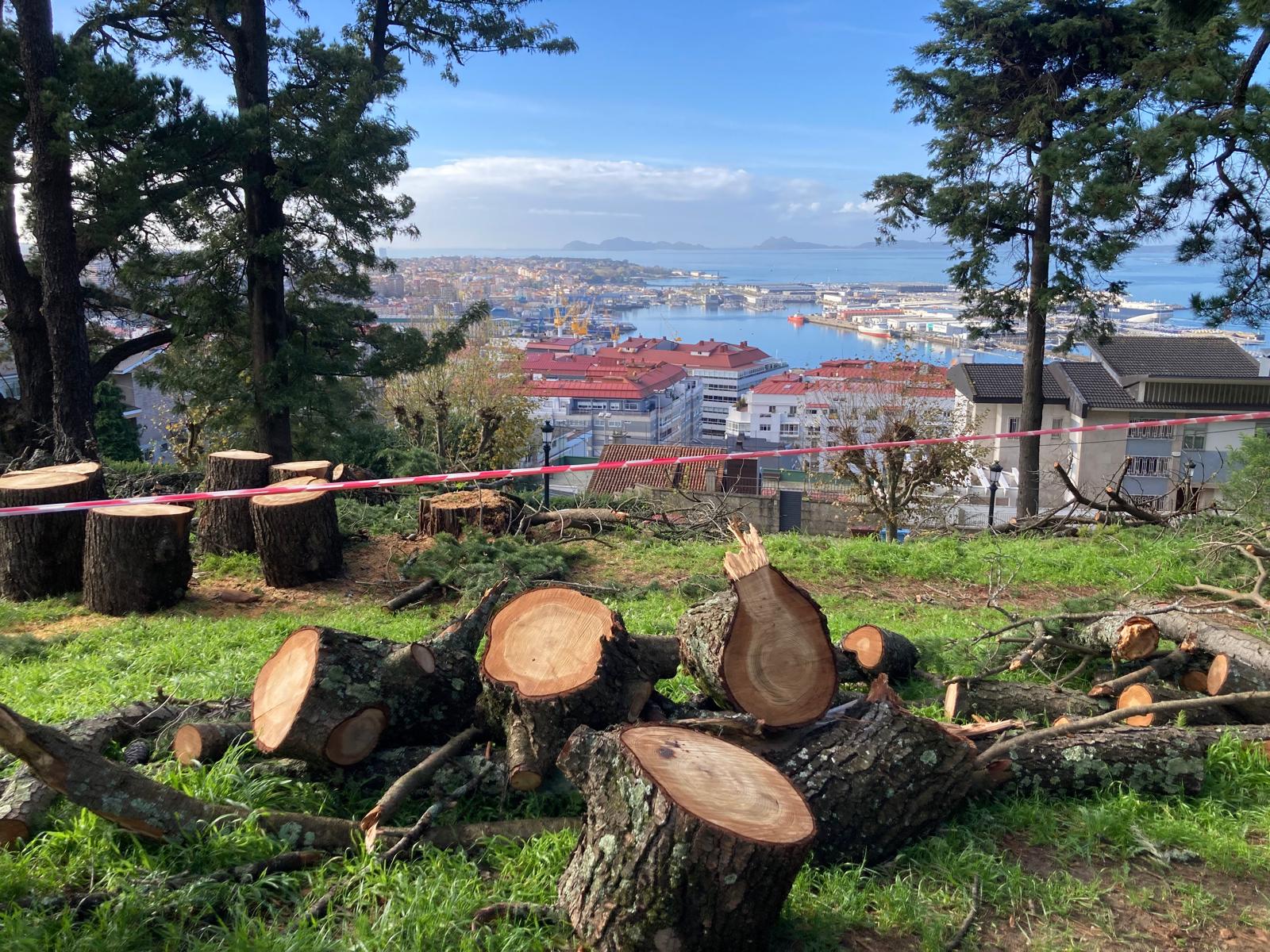 Foto_Talla árbores no Castro