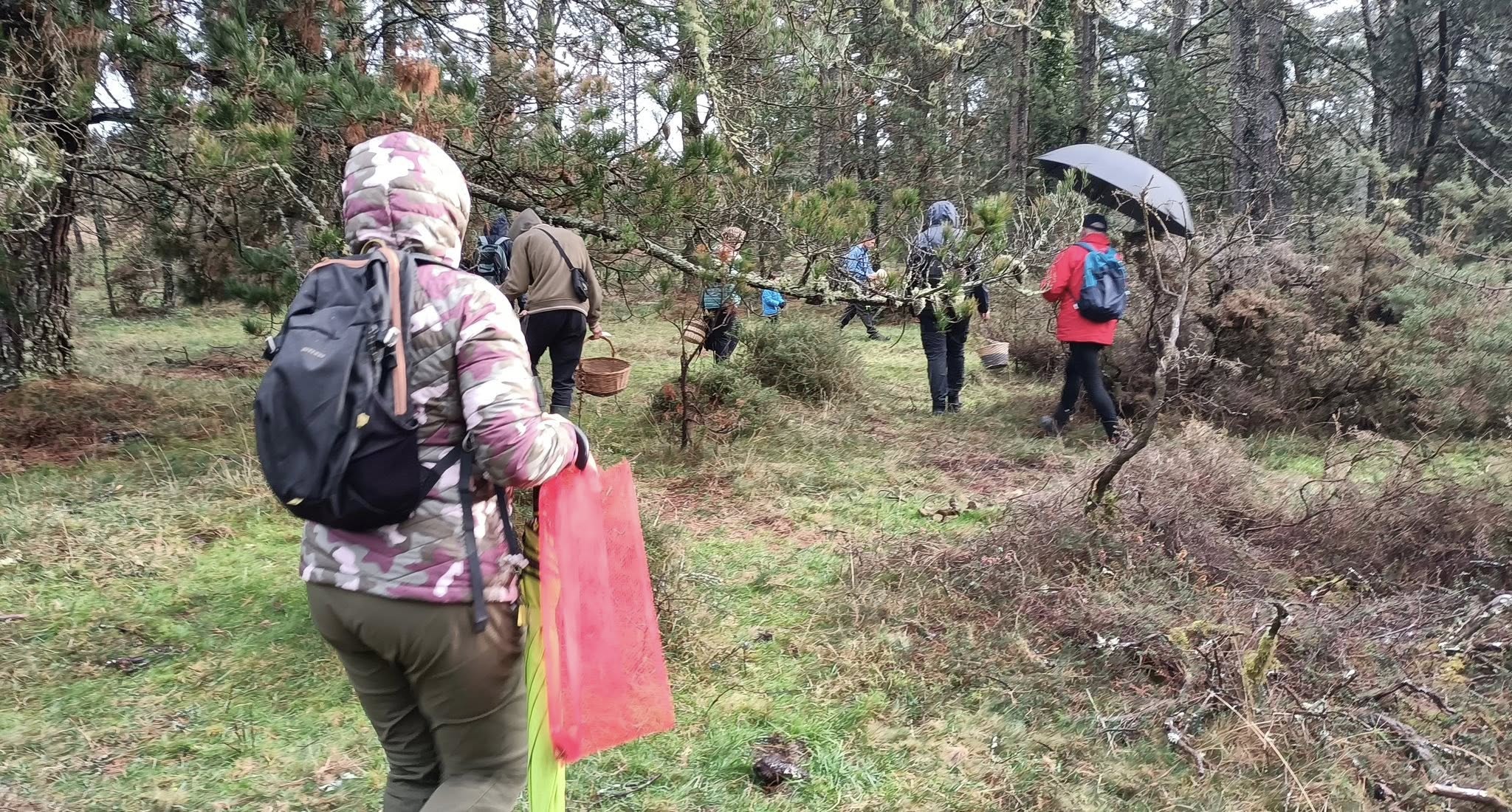 setas_oriana lopez 2