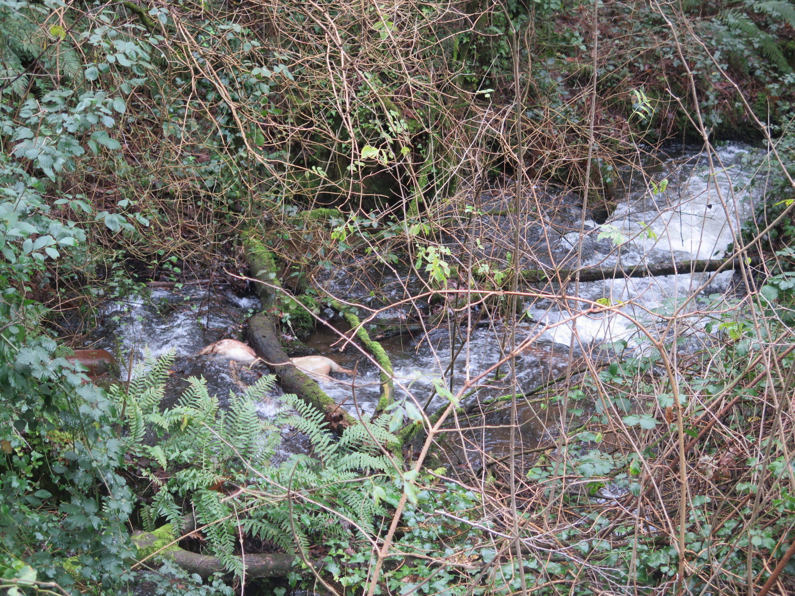 2025.12.18.- Porcos mortos en Coiro (2)