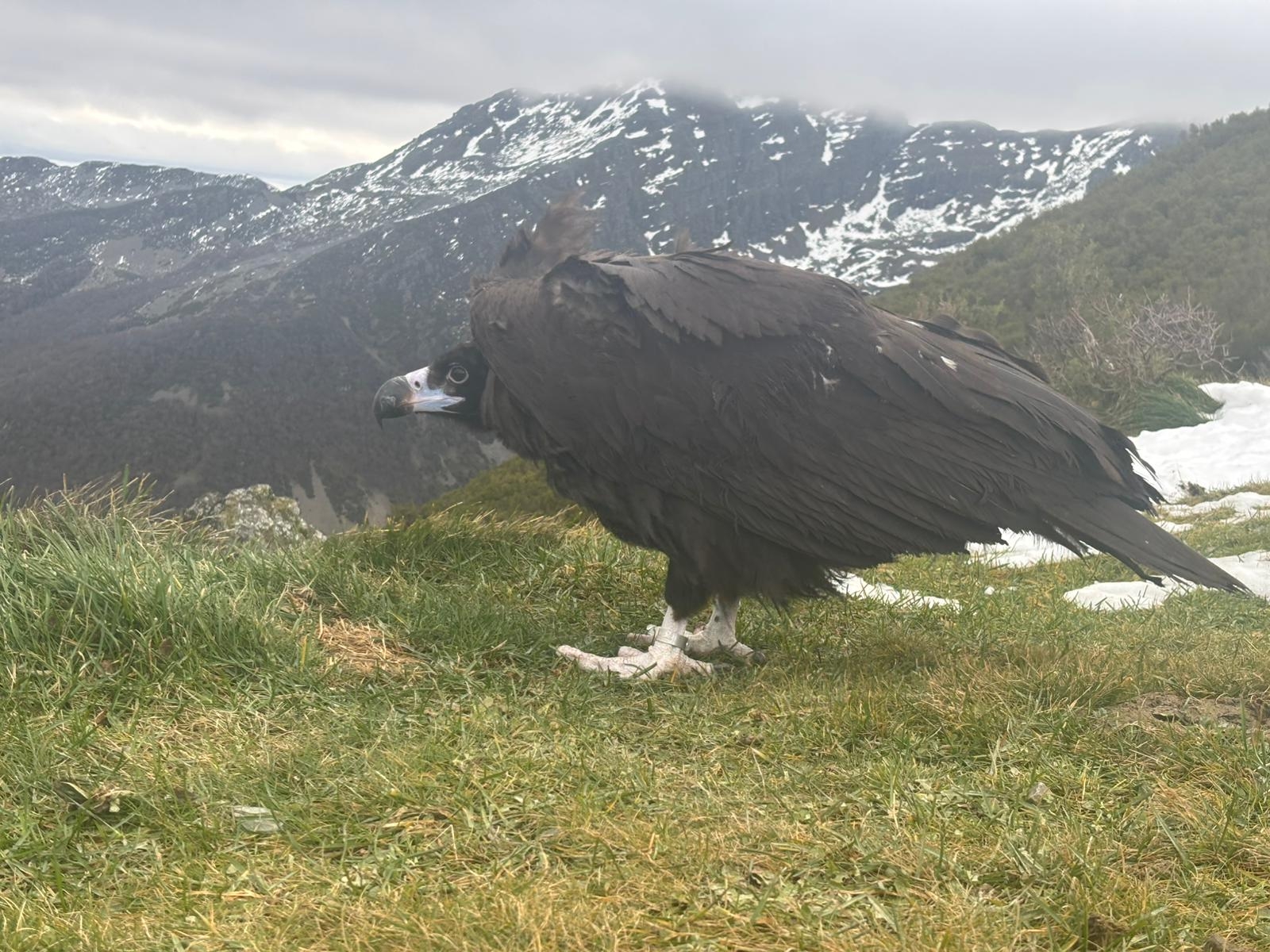 20251209 VoitreNegroLiberadoAncares