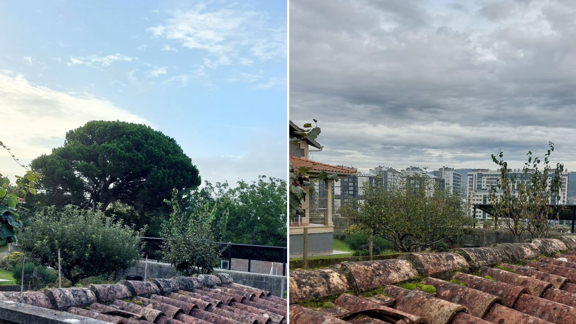 Foto_Antes e despois da talla do piñeiro manso en Navia