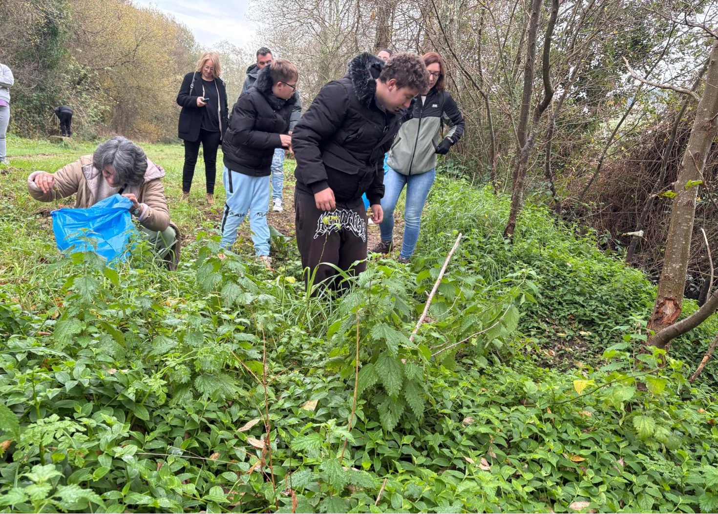 RetiradaTradescantia