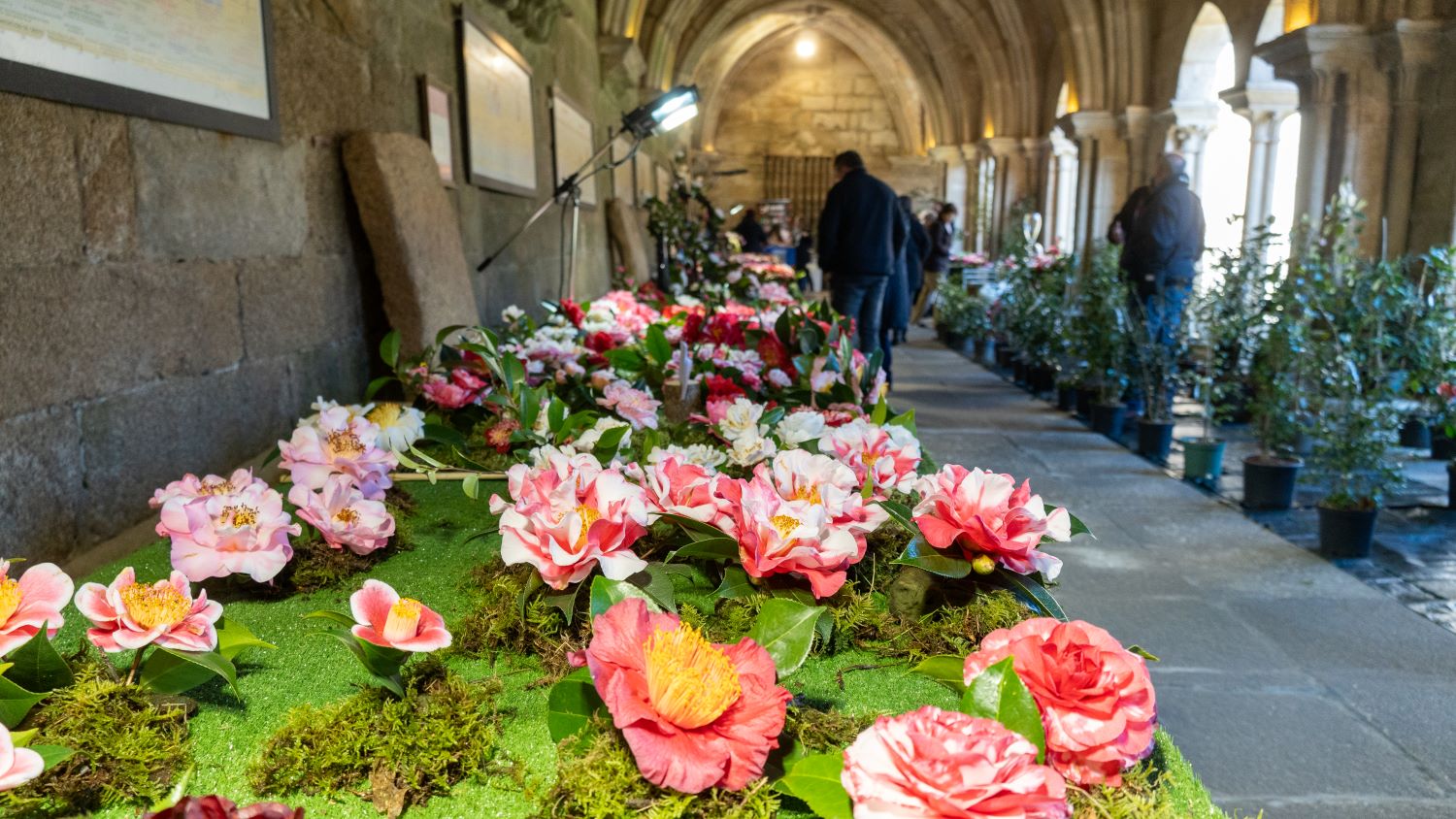 16012026 Mostra da Camelia 2025