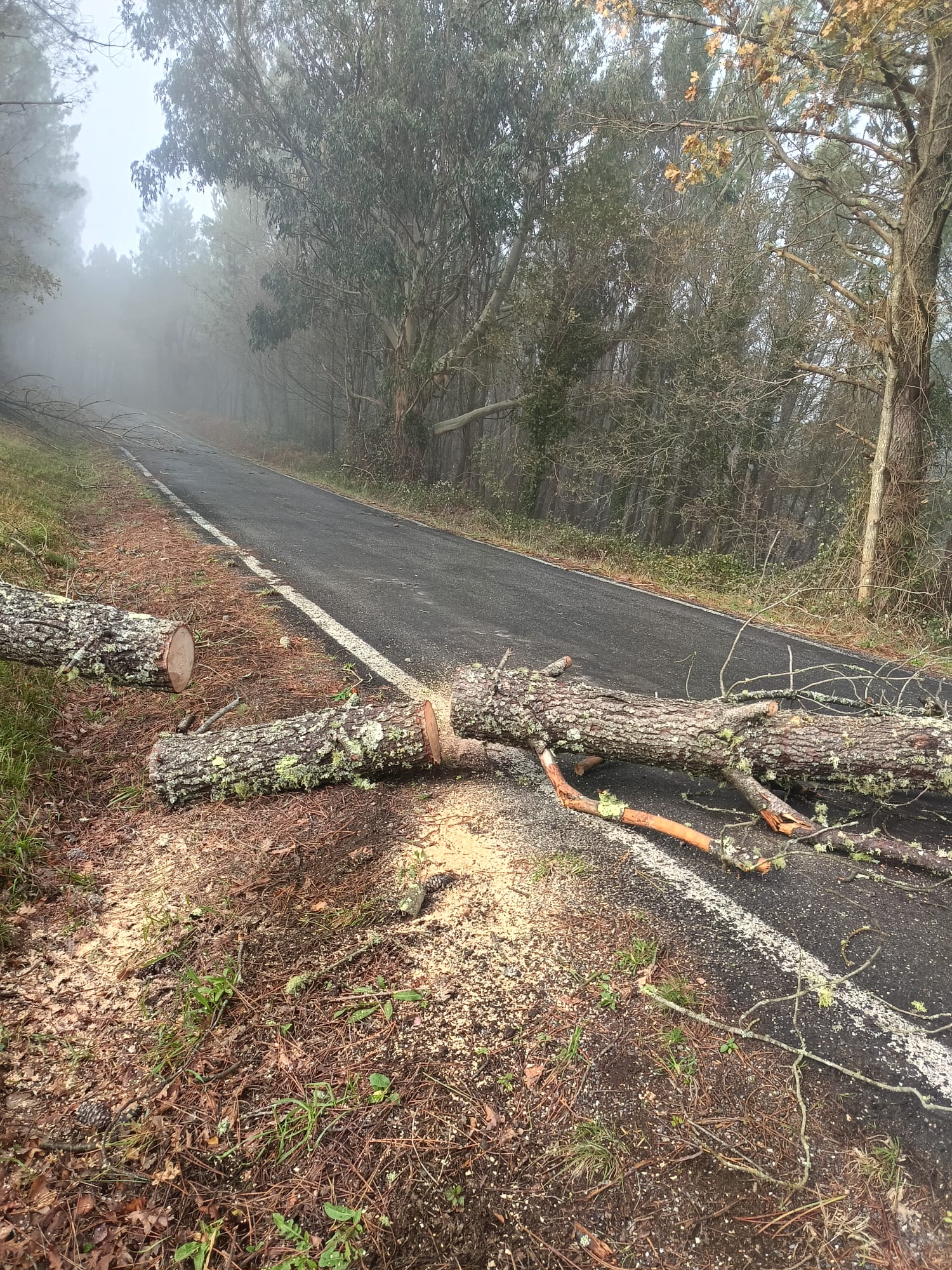Retirada vexetación perigosa de estradas provinciais (2)